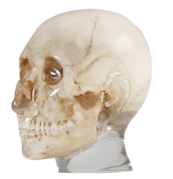 Menschlicher Schädel II in Kunststoff für Röntgenphantom